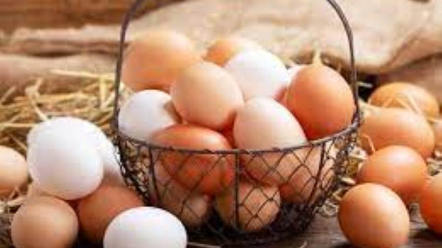 أسعار البيض اليوم الثلاثاء