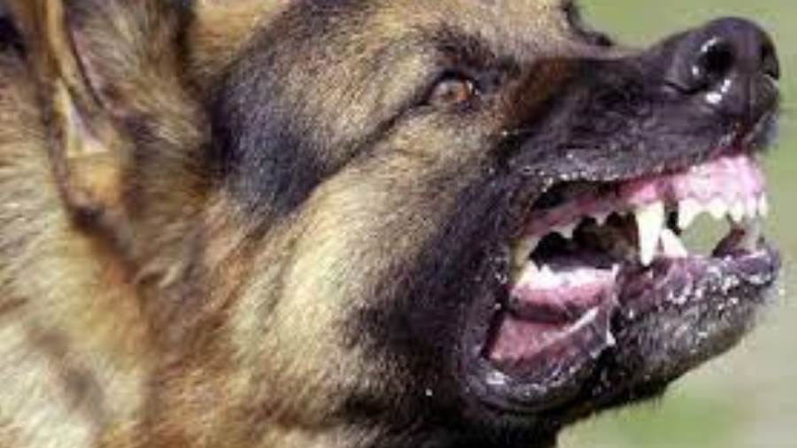 عاجل: السيطرة على كلب مسعور يهدد أهالي قرية العزب بالفيوم