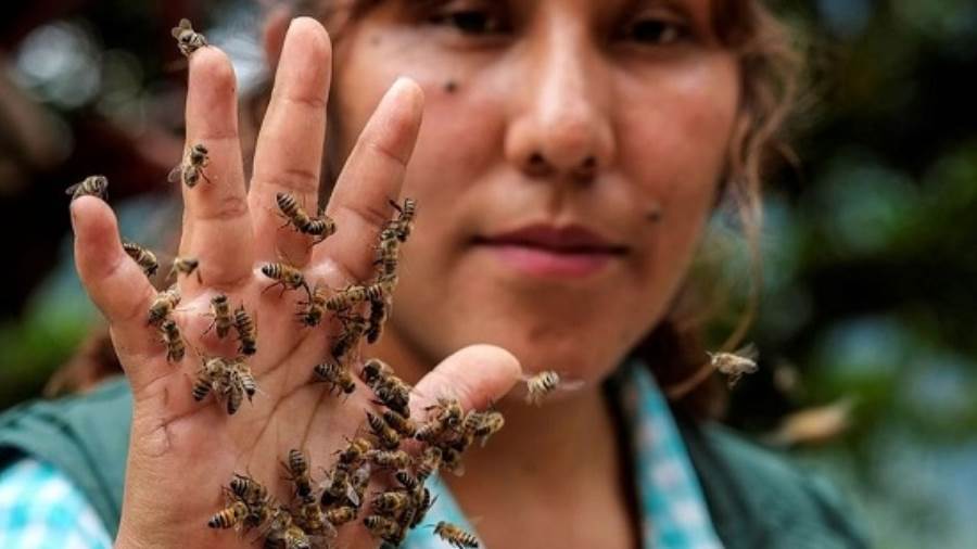 سينثيا وزوجها قاما بتثقيف المزارعين المحليين حول النحل