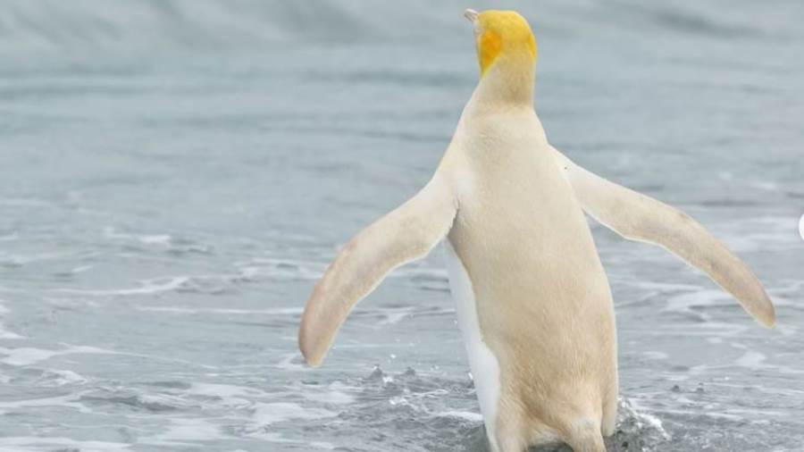 البطريق الاصفر