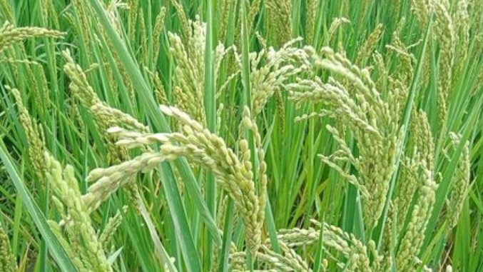 زراعة الأرز في مصر 