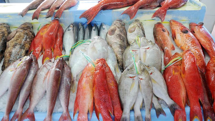 أسعار السمك والمآكولات البحرية اليوم الخميس 14-7-2021