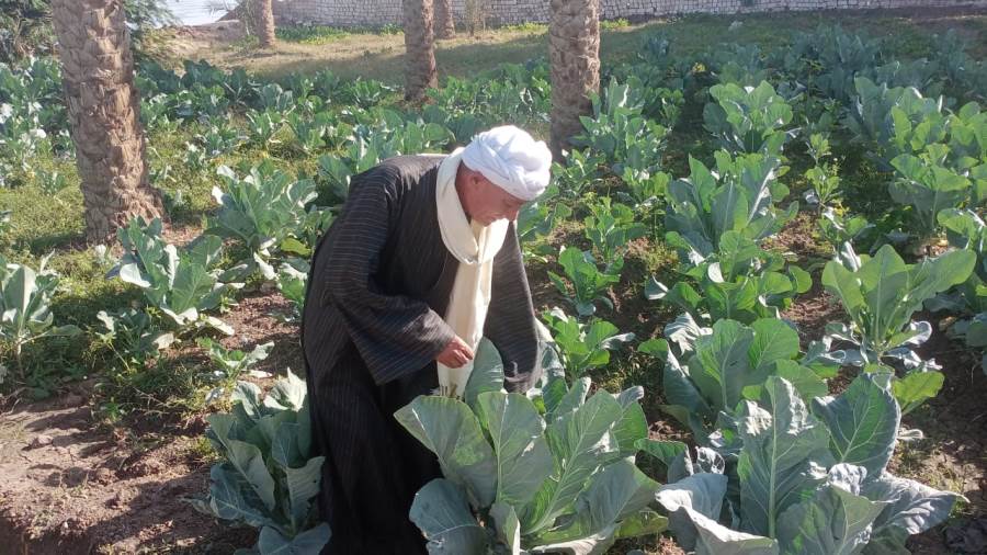 مزارعو المنيا يحصدون الكرنب الياباني والقرنبيط للموسم الجديد