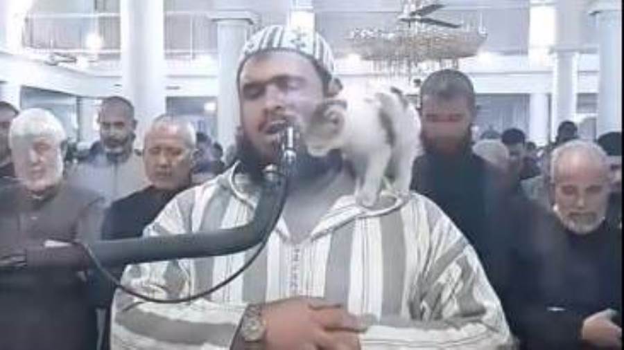قطة تداعب إمام مسجد