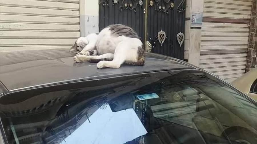 القطة النائمة على السيارة