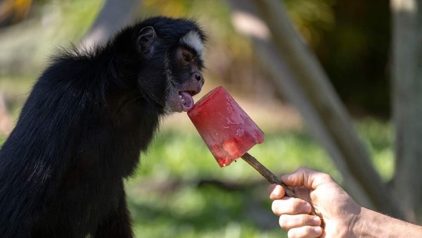  حديقة برازيلية تقدم مثلجات للحيوانات