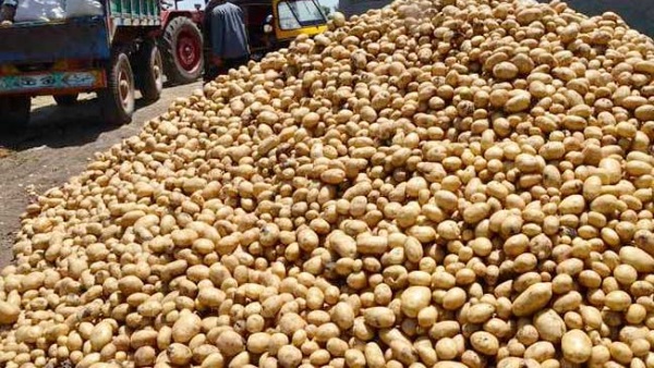 صادرات مصر البطاطس