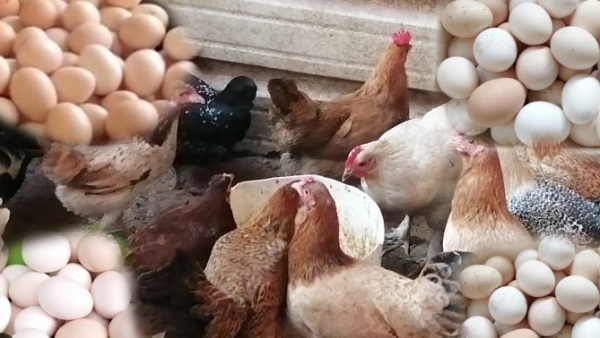اسعار الدجاج بأنواعه والبيض اليوم 