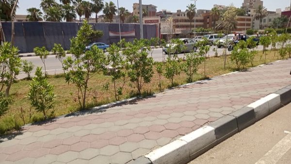  زراعة الأشجار  في محافظة الدقهلية
