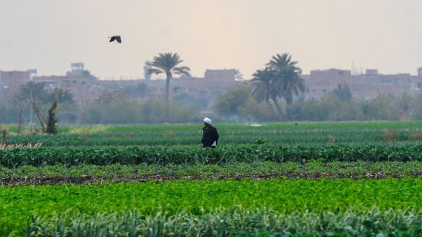 ضريبة الأطيان الزراعية- صورة تعبيرية