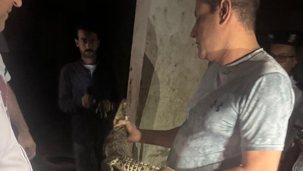 تمساح حدائق الأهرام تمساح حدائق الأهرام