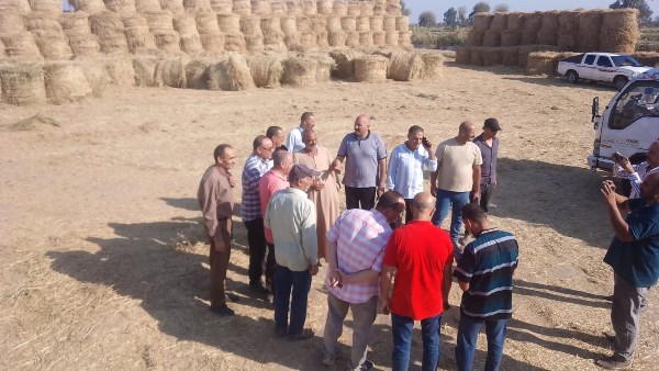 قش الأرز بالبحيرة 