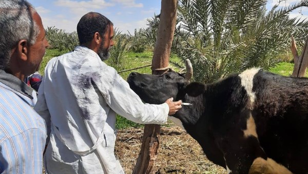 تحصين الماشية