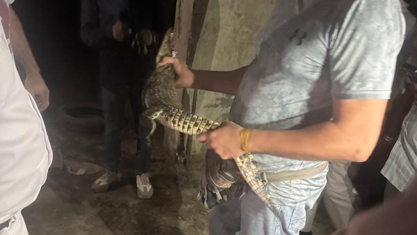 العثور على تمساح نيلي صغير الحجم العثور على تمساح نيلي صغير الحجم