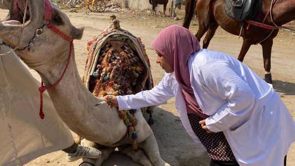 القافلة البيطرية العلاجية المجانية لعلاج الخيول والجمال 