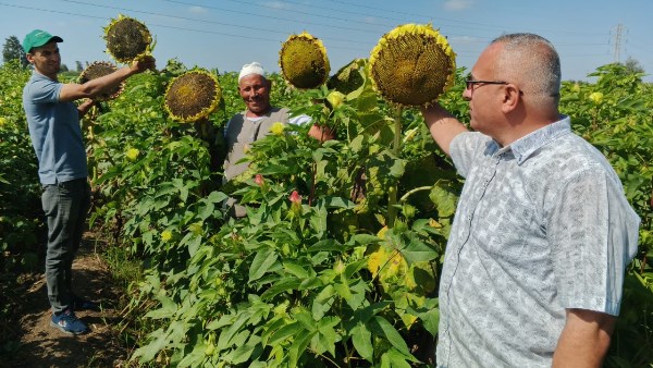الزراعة تواصل جهودها الإرشادية