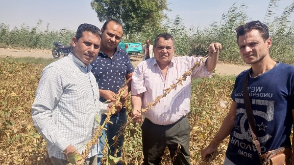 "الزراعة" تكثف التوسع في المحاصيل الزيتية بـ"الزراعة التعاقدية" للمزارعين في 3 محافظات