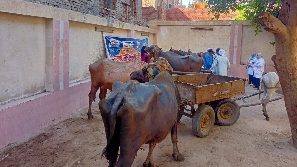 قافلة بيطرية مجانية بقرية بني مجدول بمحافظة الجيزة