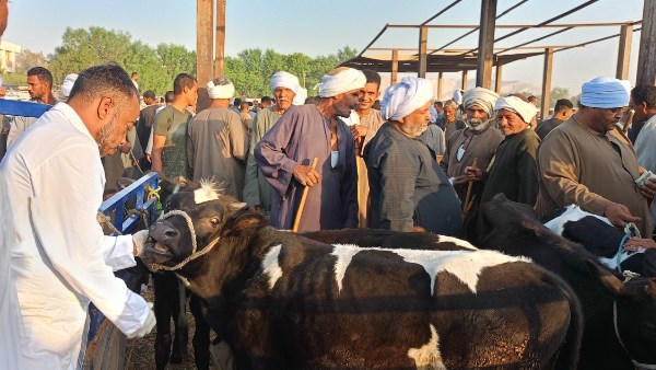 الحملة القومية لتحصين الماشية الحملة القومية لتحصين الماشية