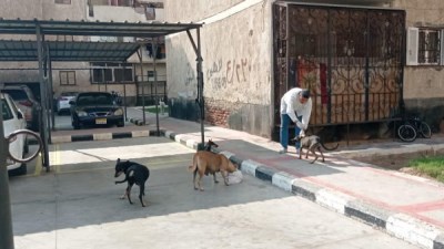 تطعيم السعار