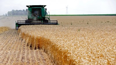 الأمن الغذائي في مصر