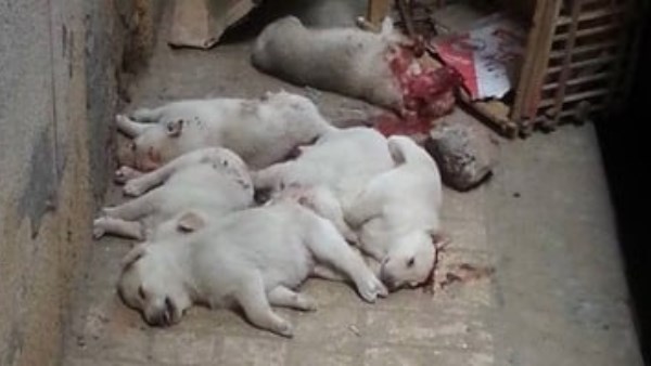 تسميم الكلاب 