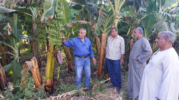 زراعه الاقصر تعلن عن انجازات شهر أكتوبر 