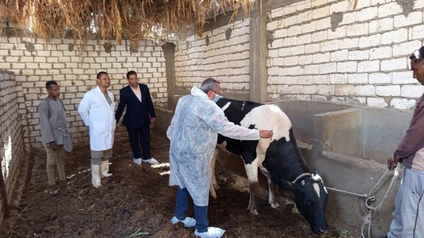  بيطرى الاقصر استمرار تحصين الماشية 