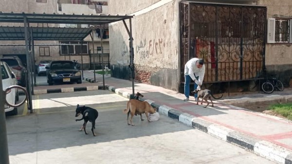 تطعيم السعار