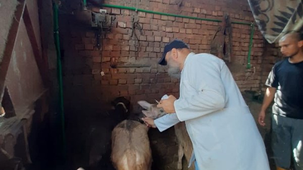 تحصين المواشى بالدقهلية 