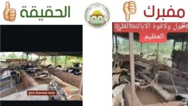 وزارة الزراعة ترد على شائعات فيديو حالات نفوق الماشية