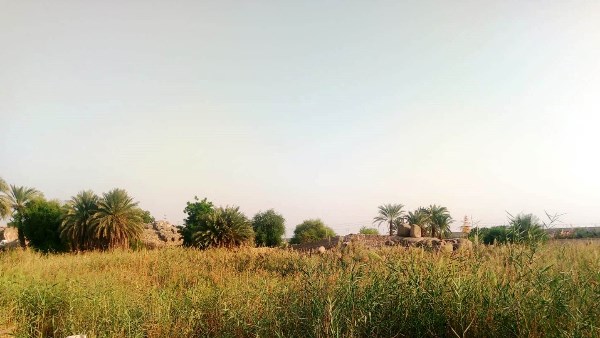 ارض زراعية 