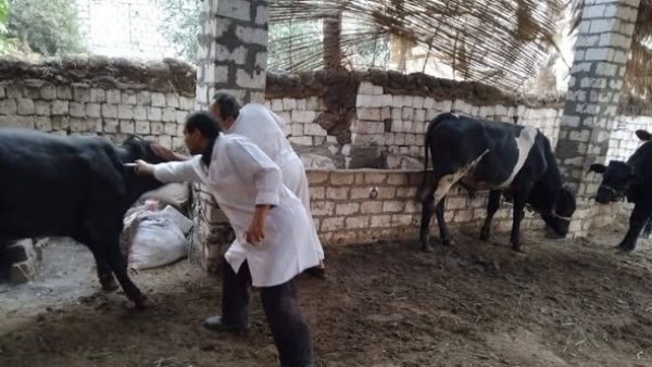 تحصين  الماشية 