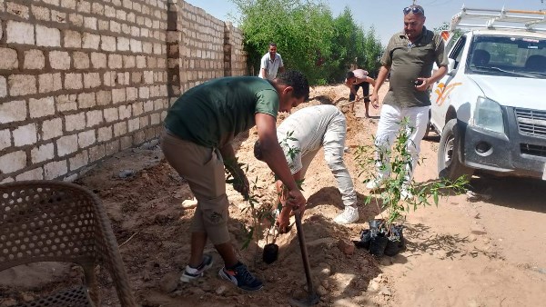 زراعة شتلات بالمنيا 