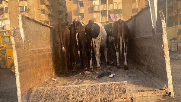 مصادرة 5 عجول