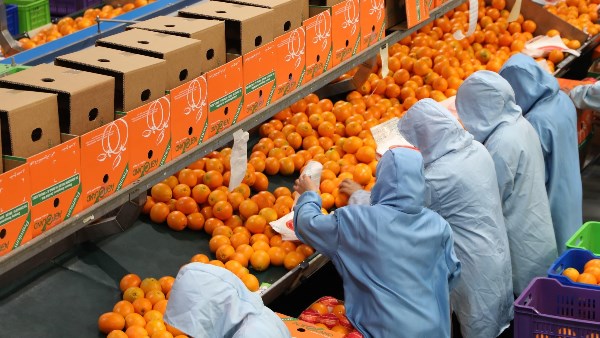 محطة تصدير البرتقال