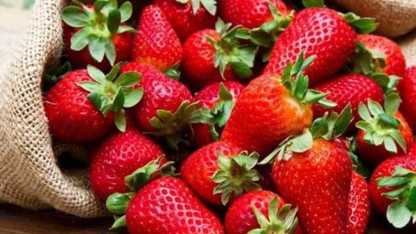 أكثر من مليون شتلة فراولة تم تصديرها خلال أكتوبر الماضي