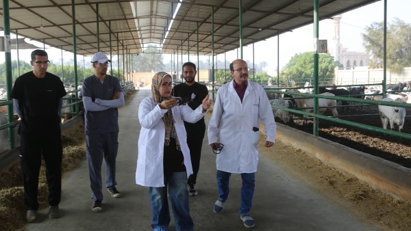 الحملة القومية لتحصين الماشية