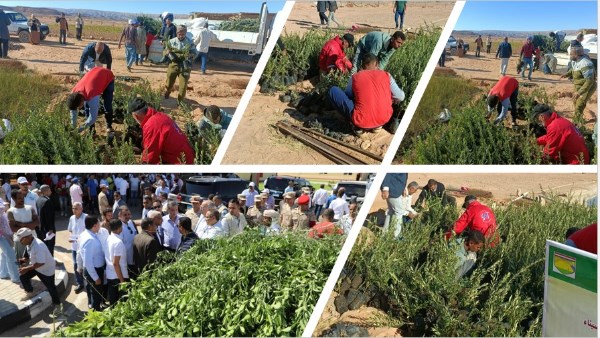 الاحتفال باليوم العالمي لشجرة الزيتون