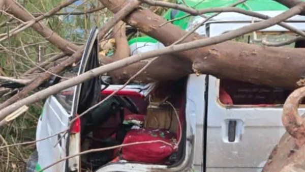 سقوط شجرة علي أمين شرطة في البحيرة 