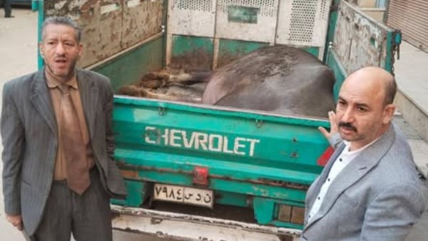 ضبط سيارة نصف نقل محملة بجاموسة مذبوحة خارج المجزر الرسمي