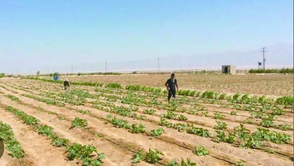 تصل لـ2.2 مليار جنيه.. مهلة لـ13 جمعية أراضي ببورسعيد لسداد المستحقات