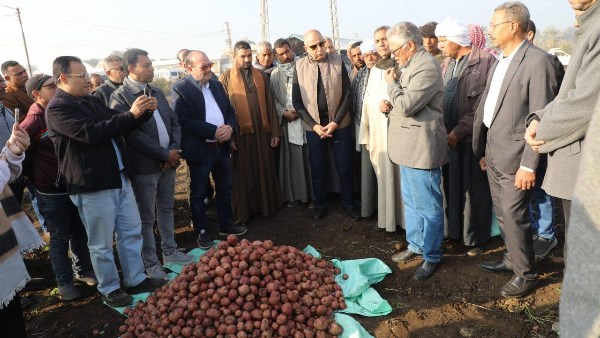 محافظ المنيا يشهد حصاد محصول البطاطس بقرية بردنوها بمطاي 