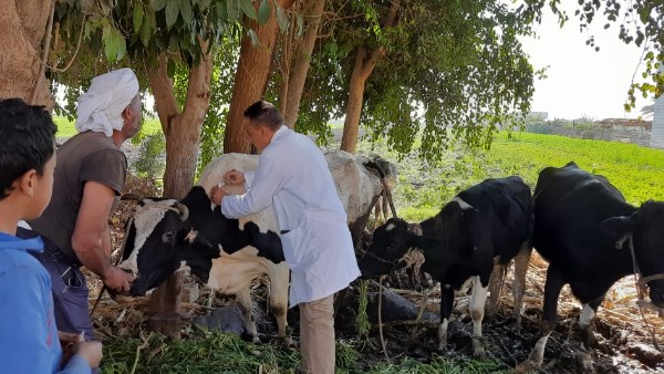  تحصين  الماشية