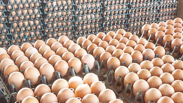 سجل استقرارًا.. سعر كرتونة البيض اليوم الأحد 28 ديسمبر 2025 بالأسواق 