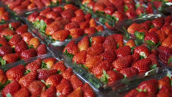 حقيقة أزمة الفراولة