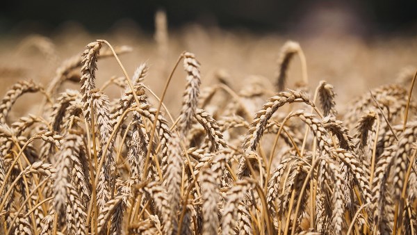 زراعة القمح