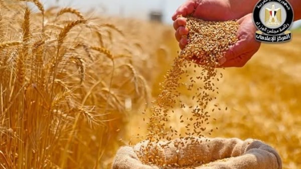 القمح 