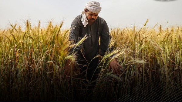 زراعة القمح