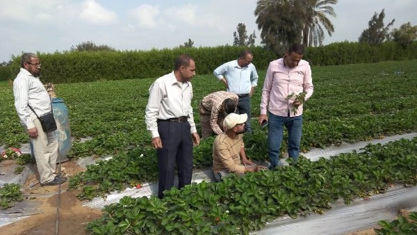 "الزراعة" تنفذ أكثر من 1800 نشاط إرشادى متنوع 
